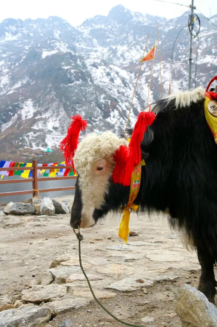 Sikkim Darjeeling — photograph 1